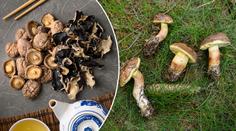 Test sušených hub: Téměř všechny obsahovaly těžké kovy a pesticidy