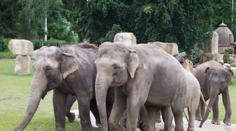 80. let slonů v Zoo Praha: Co všechno je připraveno pro návštěvníky?