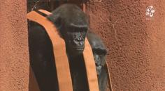 Pražská zoo otevřela nový pavilon goril. Ty patří k nejoblíbenějším zvířatům