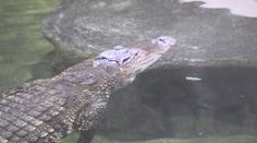 Krokodýl v jihlavské zoo podstoupil speciální zdravotní prohlídku