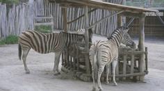 Jihlavská zoo přišla o tři zebry. Dvě samice odjely, třetí zahynula při porodu