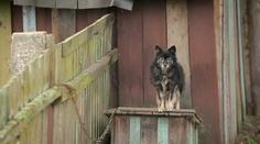 Veterináři odhalili letos už desítky případů týrání zvířat. Majitelům hrozí vysoké pokuty