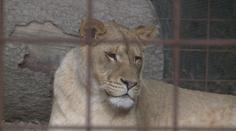 V táborské zoo otevřeli záchrannou stanici. Pomáhat bude hlavně šelmám