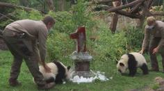 Pandí dvojčata v berlínské zoologické zahradě oslavila první narozeniny