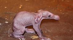 Smutná zpráva: Nejsledovanější mláďátko pražské zoo umřelo