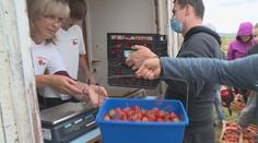 Startují samosběry jahod! Tady si je můžete natrhat. PŘEHLED po krajích