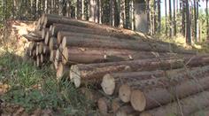 Vandal způsobil v lese obrovské škody. Nařezal desítky stoletých stromů