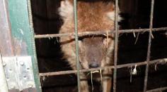 Tygr na prodej! Muž chtěl vlastní zoo, nevyšlo to. Zvířata teď živoří