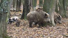Pseudovzteklina se objevila i mezi divočáky na Vyškovsku