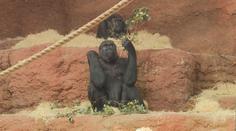 V pražské zoo čekají nový přírůstek. Gorila Moja bude mít vnouče