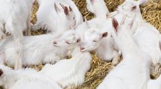 Poplach v kontaktní zoo. U čtyř kůzlat našli vzteklinu, hrály si s nimi děti