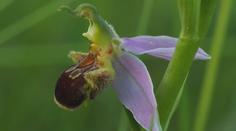 Senzace v Česku. Začíná se tady dařit divoce rostoucím orchidejím