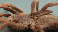 Vědci objevili "jednorožce". Nový druh tarantule má na zádech roh