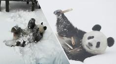 Panda si zařádila ve sněhu. Skákala přemety a hrátky zakončila svačinou