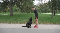 Běhání se psem se stává novým trendem. Canicross je populární na světové úrovni