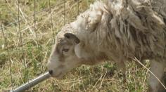 Útok vlků na Karlovarsku. Vtrhli na biofarmu ke stádu ovcí