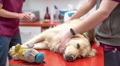 Hračky a pamlsky mohou psům uškodit. Veterináři varují před čtyřmi typy
