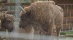 Zubři z táborské zoo jsou stále na útěku. Nepřibližujte se k nim, žádá zahrada