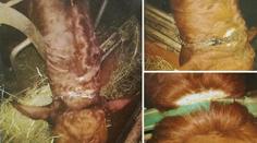 Horor na farmě. Zvířata měla řetězy zarostlé do krku