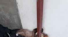 Uvízlé kuně vyjeli na pomoc hasiči. Zvíře se málem udusilo!