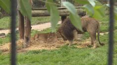 Zoo Dvorec má nový přírůstek, ošetřovatele příchod lvíčete překvapil