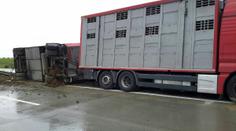 Na Vyškovsku havaroval kamion s 200 prasaty. Nehoda omezila provoz