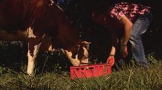 KOŘENÍ: Proč v Belgii pijí pivo i krávy?