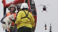 V USA přemisťují kozy do národního parku pomocí helikoptéry