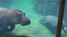 Roztomilá hrošice Fiona si v zoo užívá dny bez návštěvníků! VIDEO