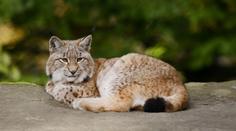 Darujte nám nechtěné mazlíčky, vyzvala dánská zoo. Předhodí je rysům