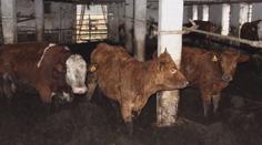 Otřesná farma na Vysočině: Krávy trpí v hnoji mezi uhynulými kusy