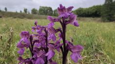 Na Chebsko se vrátily vzácné orchideje. Botanici hlásí rekordní počty