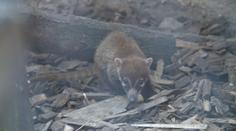 Vzácný přírůstek v jihlavské zoo. Narodil se tam nosál bělohubý