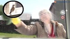 'Jsem na dně!': Důchodkyni denně terorizuje pták, prý z lásky! VIDEO