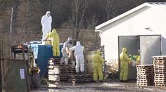 Ptačí chřipkou se v Evropě nakazil člověk. V Americe virus už zabíjí