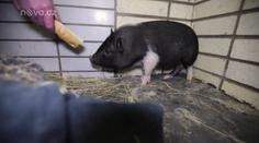 Další prasátko málem umřelo! Tentokrát ho lidé našli v popelnici
