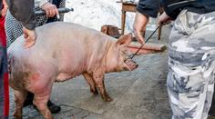 Další místa budou bez zabíjaček. Veterináři zpřísňují omezení