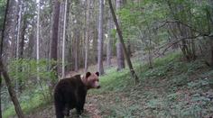 Na Vysočině se prý potuluje medvěd. Raději nevycházíme z domu, bojí se místní