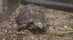 Přímo v expozici zoo se vylíhlo mládě vzácné želvy paprsčité
