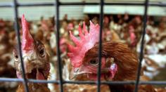 Drůbežáři na kolenou. Likvidaci českých chovů nesmíme připustit, řekl ekonom