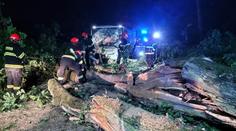 Děsivá nehoda na Brněnsku. Strom proťal autobus, řidičku museli vyprostit