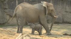 Událost roku ve zlínské ZOO. Na svět tam přišlo mládě slona afrického