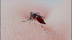 V Česku se vyskytl invazivní komár japonský. Může přenášet nebezpečné nemoci