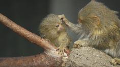 V olomoucké zoo se narodila mláďata nejmenší opice na světě. Měří šest centimetrů