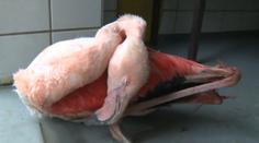 Rodiče chlapců, kteří ubili plameňáka, nabízejí zoo peníze