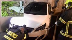 Pomoc, máme tu hada! Hasiči rodině museli rozebrat auto, kvůli užovce