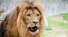 Zlínská zoo zuří. Do výběhu lvů někdo hodil lahev, hrozí jim vážné zdravotní potíže