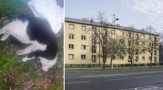 Děti v Karviné měly umlátit kočku o zem. Už byla mrtvá, řekla policie