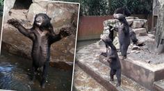 Šokující VIDEO: Vyhublí medvědi prosí návštěvníky zoo o jídlo!