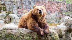 Brněnská zoo přišla o oblíbenou medvědici. Chovatelé se ji rozhodli uspat